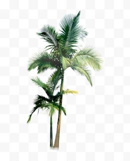高耸椰子树