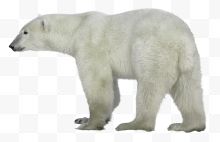 白色北极熊