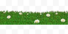 白色菊花绿色草坪
