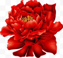 大红牡丹花朵