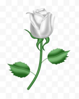 一株白色玫瑰