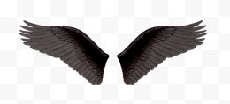一对黑色翅膀