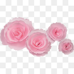 粉色鲜艳玫瑰