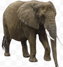 动物非洲大象