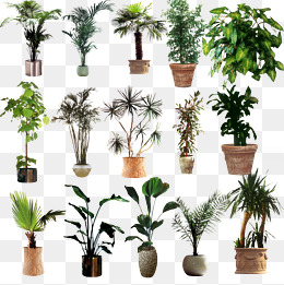 室外景观植物