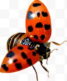 春季红色昆虫动物装饰