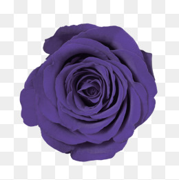 紫色玫瑰花装饰图案...