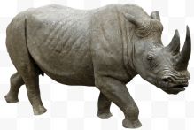 Rhino运行