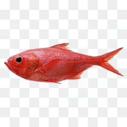 红色鱼类
