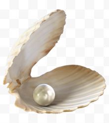 打开的贝壳和珍珠