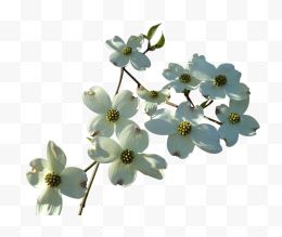 白色茱萸花