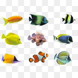 海底鱼类