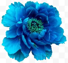 一朵蓝色牡丹花