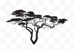 黑色松树