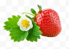 一颗草莓与草莓花