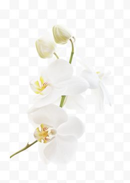 纯白色花朵 花骨朵