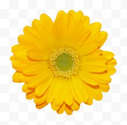 一朵黄色雏菊