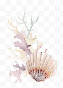 贝壳珊瑚