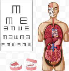 矢量视力表人体器官