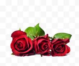 三朵红色玫瑰花