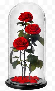 玻璃瓶罩中的红玫瑰