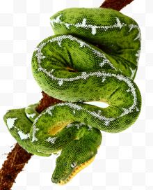 缠绕树枝的绿色蛇