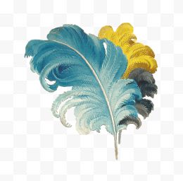 维多利亚时代的羽毛画蓝黄黑