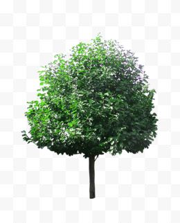 一棵绿色大树
