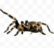 毛绒蜘蛛