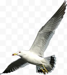 高清摄影在大海上飞行的海鸥