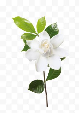 花卉植物白色花朵荷花