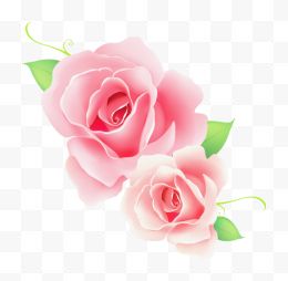 两朵粉红色玫瑰花