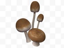 蘑菇png图标