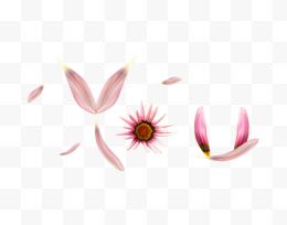 粉色花瓣装饰