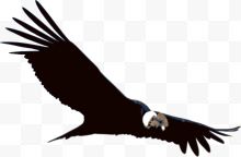 飞翔的黑色老鹰
