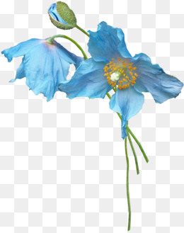 卡通蓝色花朵花瓣