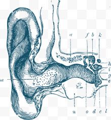 手绘的人体耳朵器官