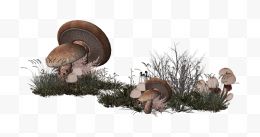 棕色简约蘑菇装饰图案