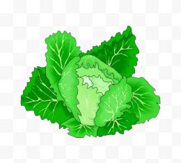 卡通绿色包菜蔬菜