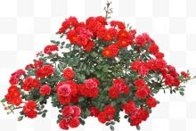 创意合成红色的花卉植物效果