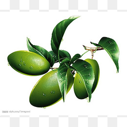 绿色简约橄榄装饰图案