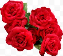 妖媚的红色玫瑰花丛...