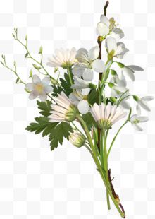 唯美白色花卉