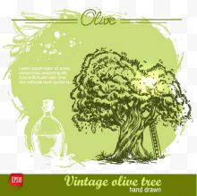 橄榄树和橄榄油海报设计...