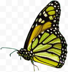 绿色美丽蝴蝶标本