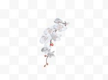 一串枝头白色花朵