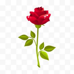 红色的玫瑰花