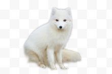 一头白色雪狐