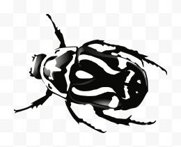 黑白相间的甲虫