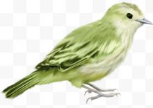 绿色鸟创意鸟